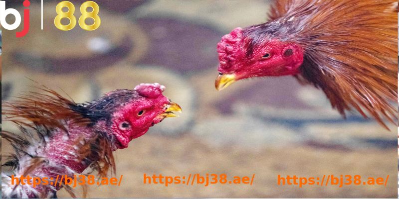 Định nghĩa về bộ môn này