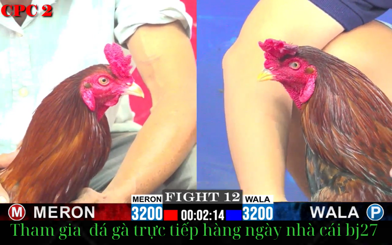 link đăng ký đăng nhập nhà cái đá gà bj27 mới nhất