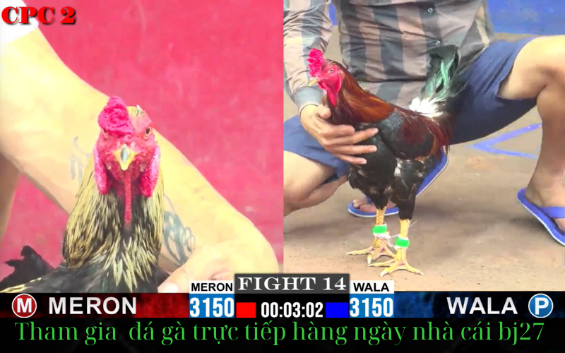 dịch vụ chăm sóc khách hàng nhà cái đá gà bj27