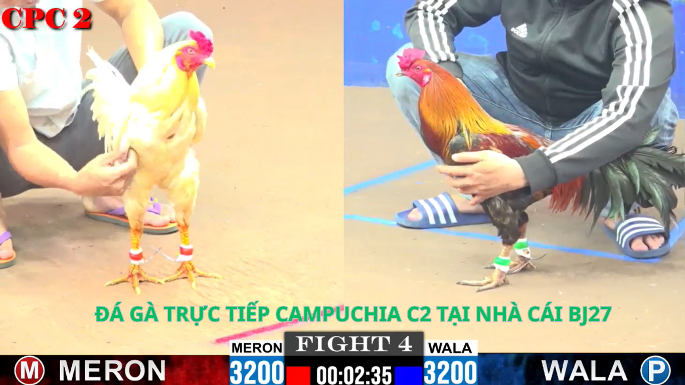 Đá Gà Trực Tiếp Campuchia: Đặc điểm nổi bật