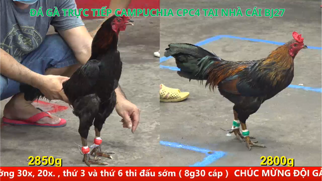 hướng dẫn đăng ký tài khoản đá gà trực tiếp thomo cpc4