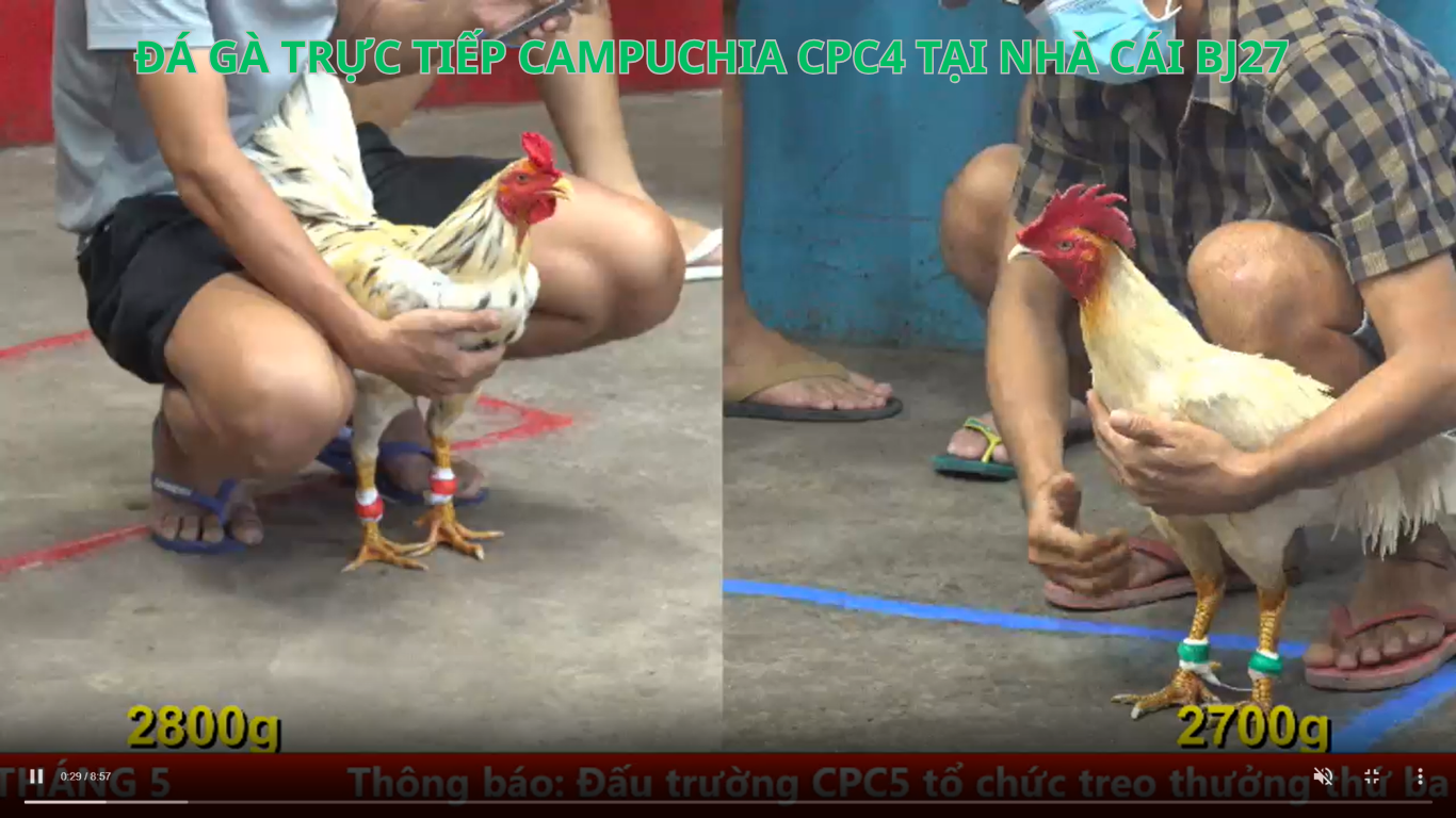 Các Chiến Kê Nổi Bật Tại Đá Gà Trực Tiếp CamPuchia