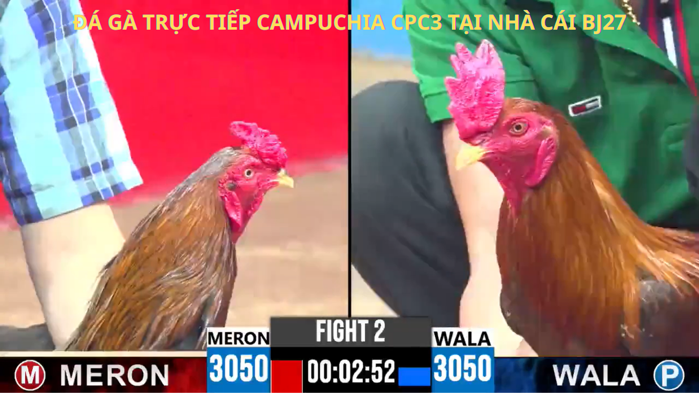 Cập Nhật Tin Tức Đá Gà Thomo CPC3 Mới Nhất