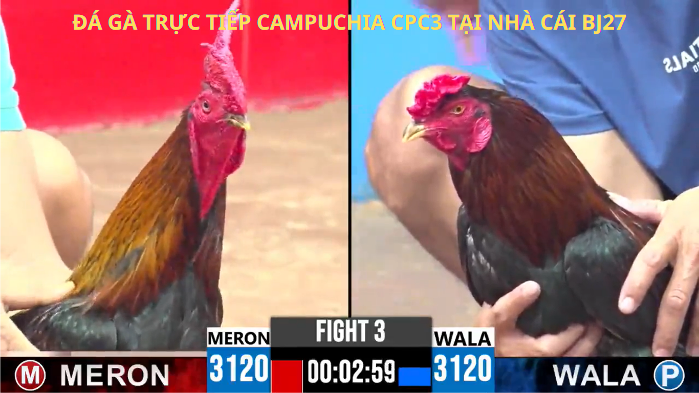 Những Tin Tức Nóng Hổi Về Đá Gà Thomo CPC3