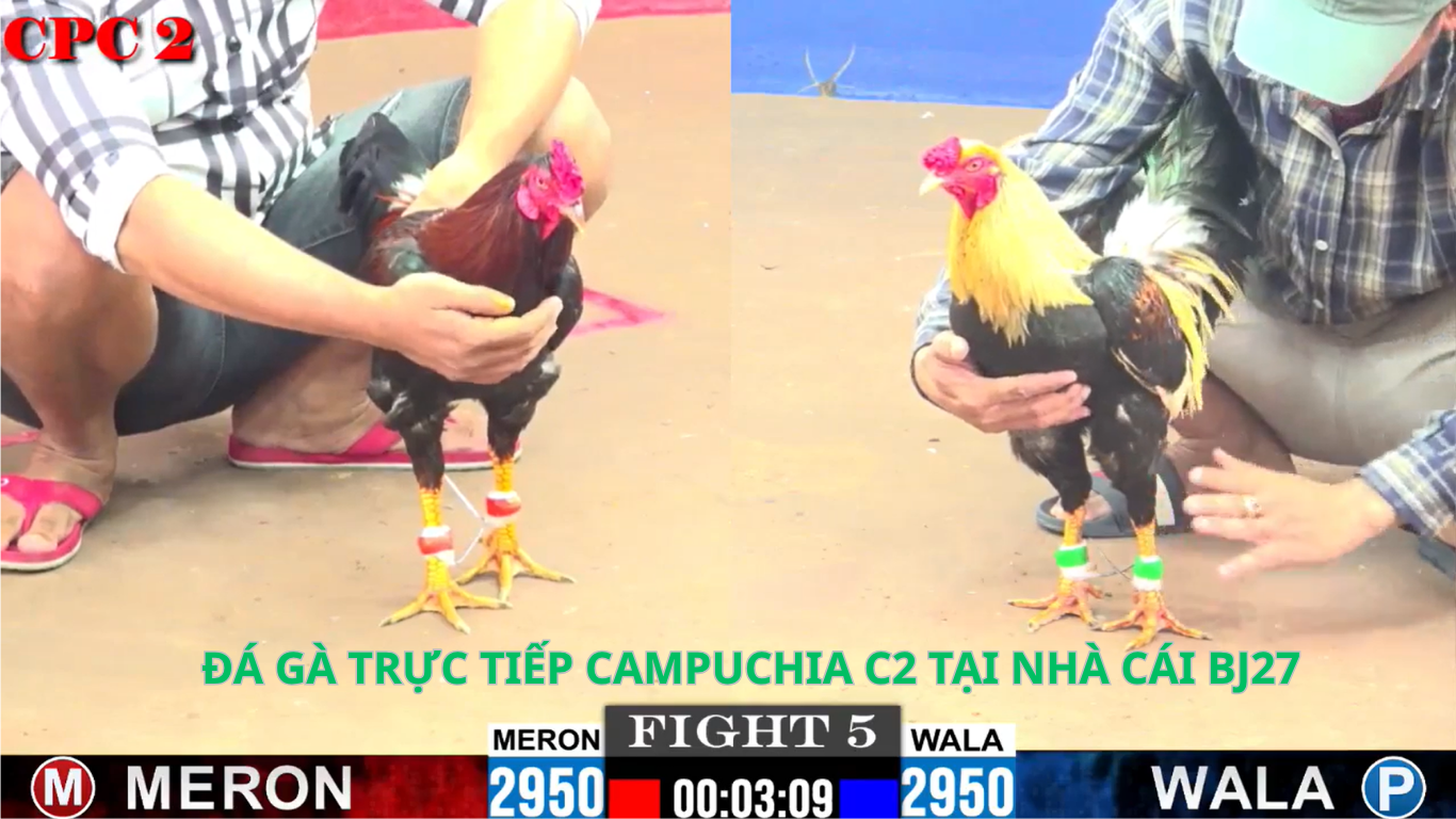 Cách tham gia Đá Gà Trực Tiếp Tại Bj27