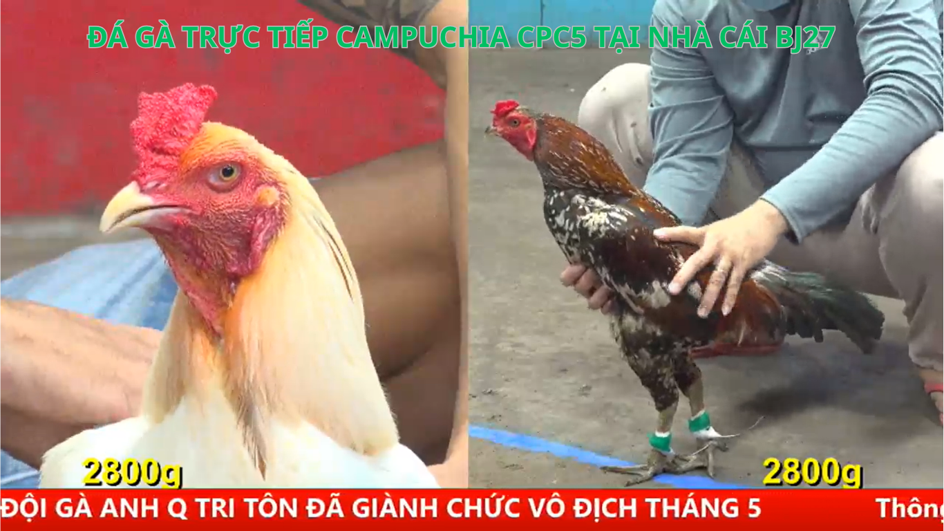 Đá Gà CPC5 Tại Trang Website BJ27