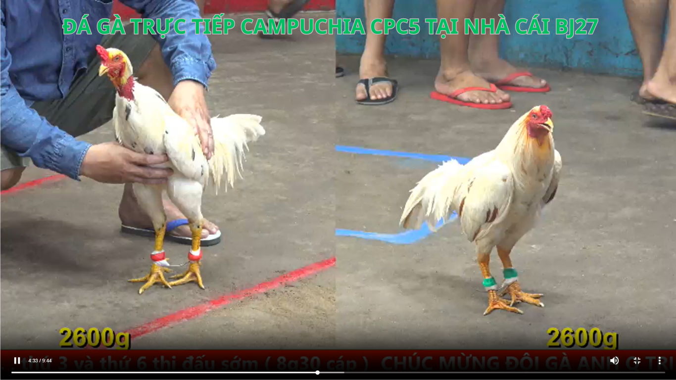Tham gia đăng ký đá gà tài khoản đá gà trực tiếp cpc5
