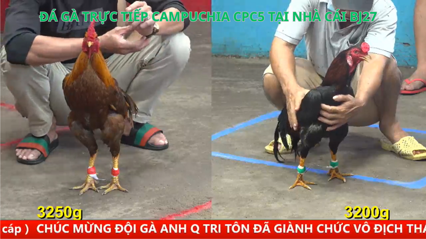 tải app đá gà trực tiếp cpc5 tại bj27 