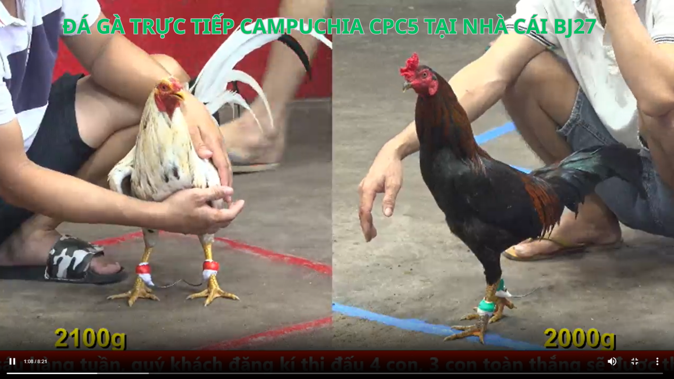 dịch vụ chăm sóc khách hàng , khuyến mãi đá gà thomo cpc5 