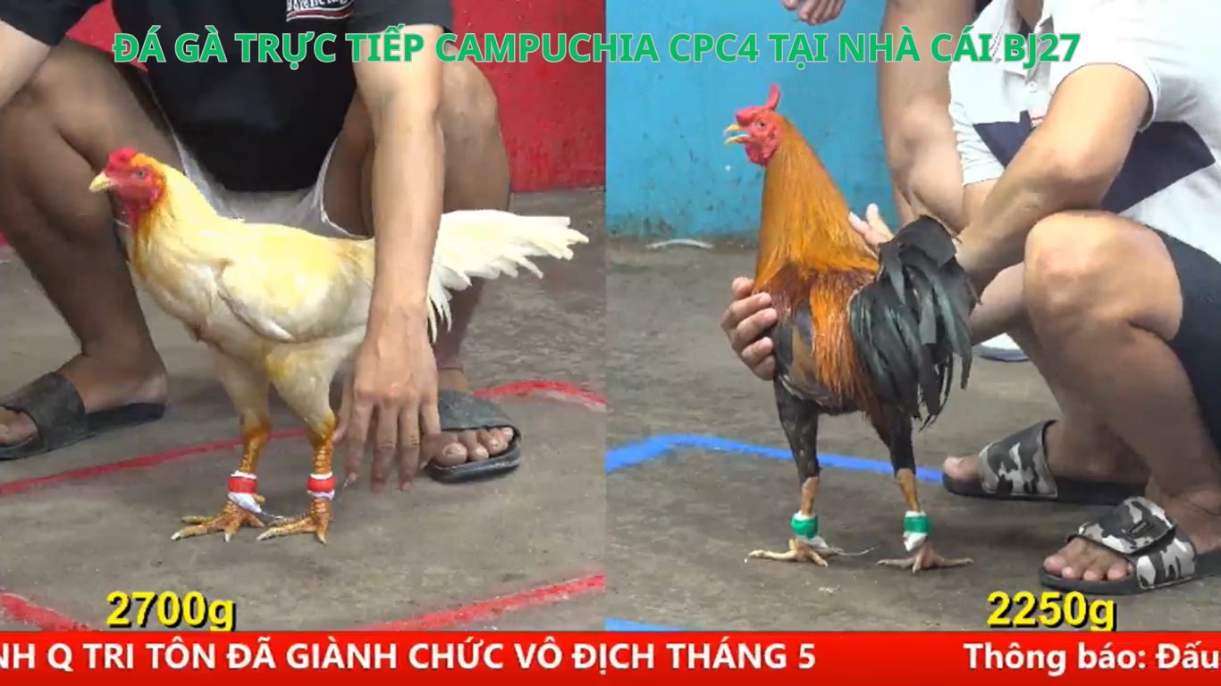 kênh đá gà trực tiếp đá gà cpc4