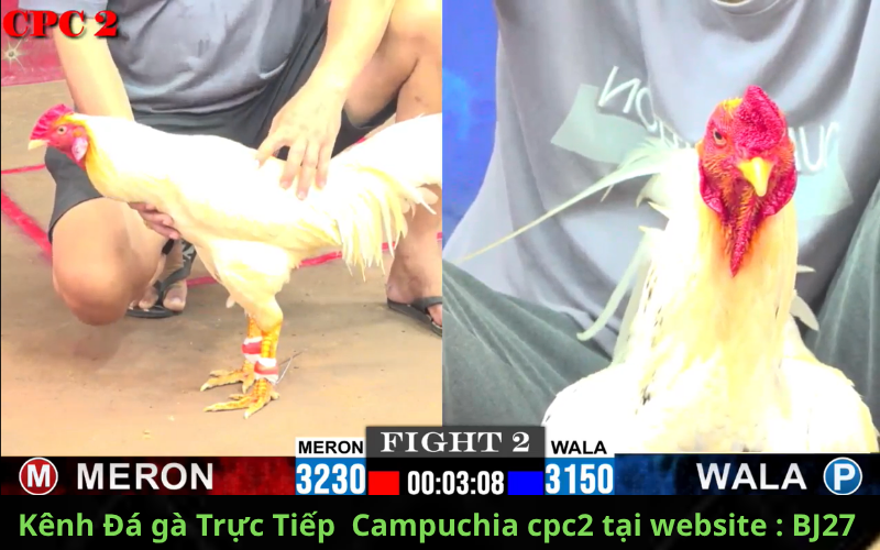TẢI APP ĐÁ GÀ TRỰC TIẾP tại kênh đá gà bj27