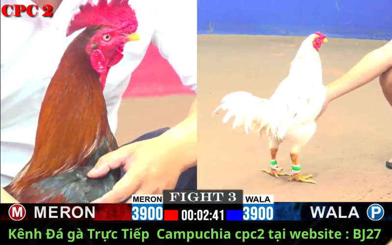 dịch vụ chăm sóck hách hàng kênh đá gà thomo cpc2 BJ27