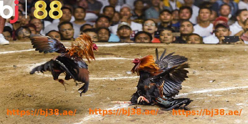 a group of chickens fighting in a field