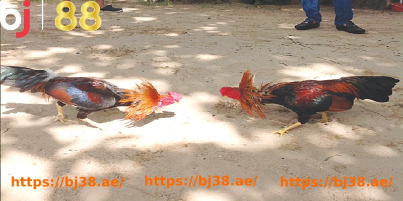 a group of roosters on the ground
