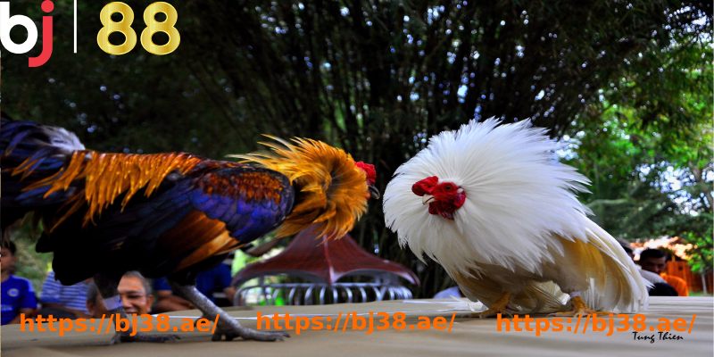 a group of colorful chickens
