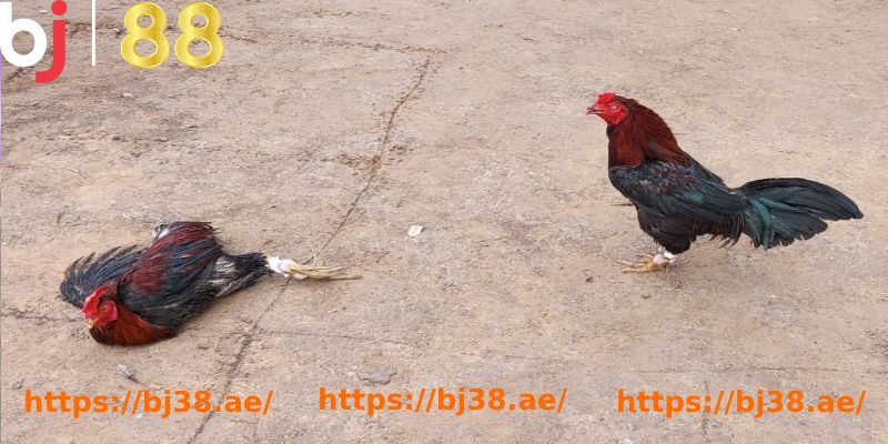 a rooster and a bird