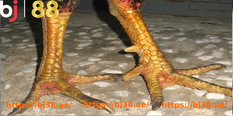 a close-up of a chicken's feet