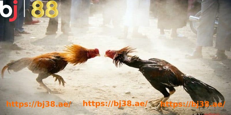 two chickens fighting in the dirt