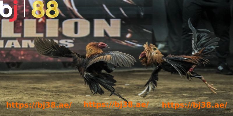 two chickens in a arena