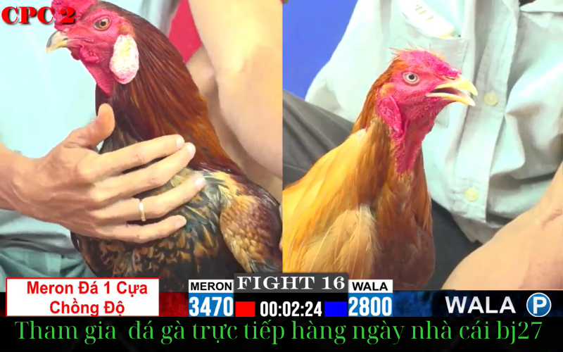 a chicken with a red head
