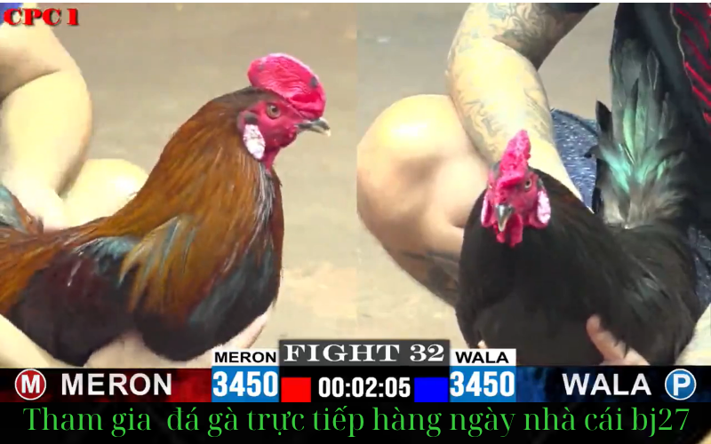 a chicken with a red head