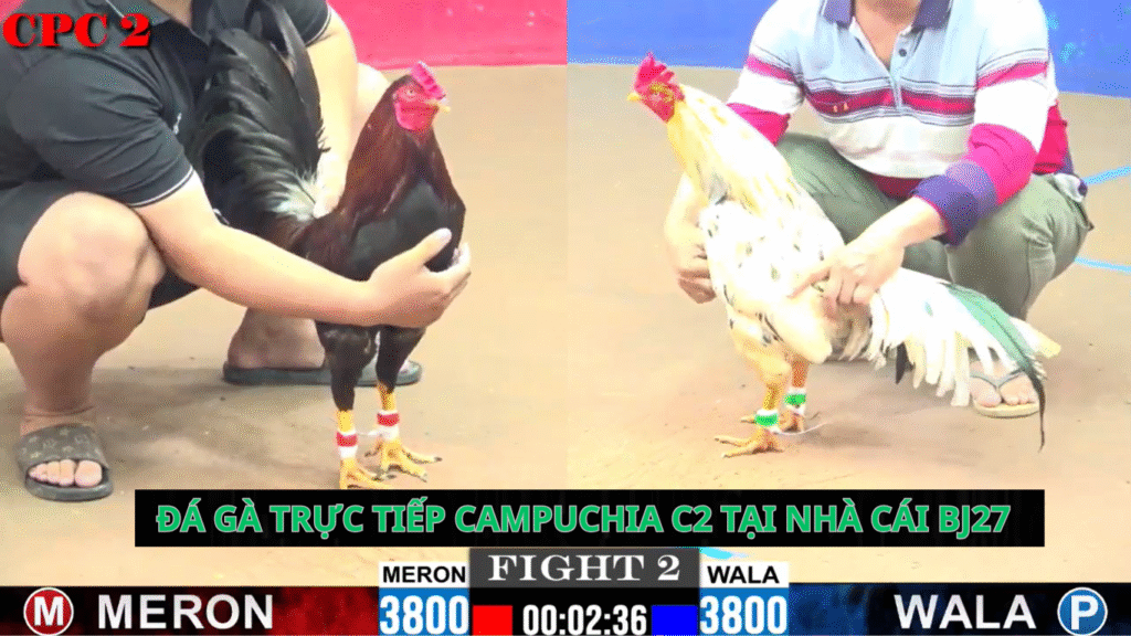 Đá Gà Trực Tiếp CamPuchia C2 Tại Bj27: Một Hành Trình Cảm Nhận Đam Mê