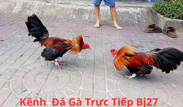 BJ27 KÊNH ĐÁ GÀ TRỰC TIẾP THOMO CPC HÀNG NGÀY 1 ĐIỂM = 1000 ĐỒNG