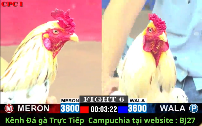 a chicken with red and yellow feathers