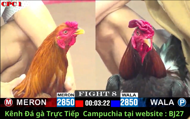 nhà cái đá gà trực tiếp campuchia số 1 vn ; BJ27 .LIVE