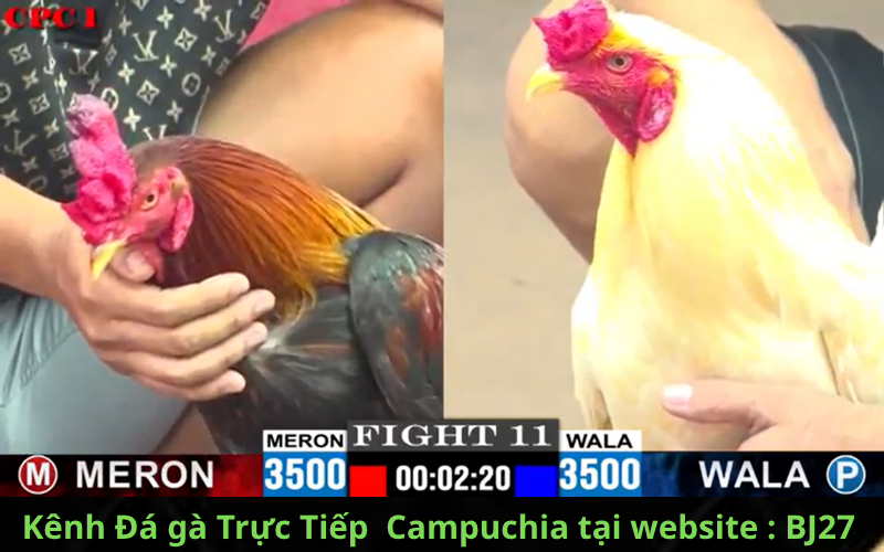 kênh đá gà trực tiếp BJ27