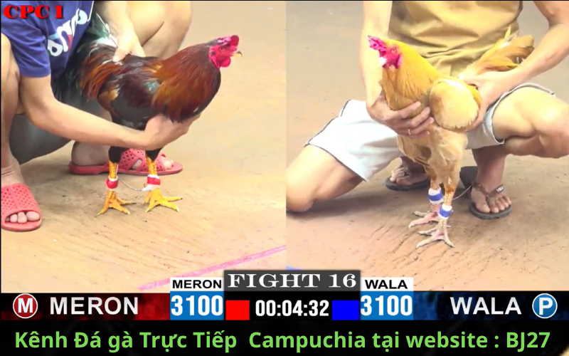 Quy Trình Tham Gia Và Cá Cược Trên BJ27 Kênh Đá Gà Thomo Trực Tiếp CPC1