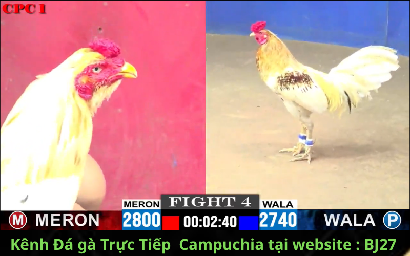  ĐĂNG KÝ Kênh Đá Gà Campuchia Trực tiếp Tại Trang Website : Bj27.live