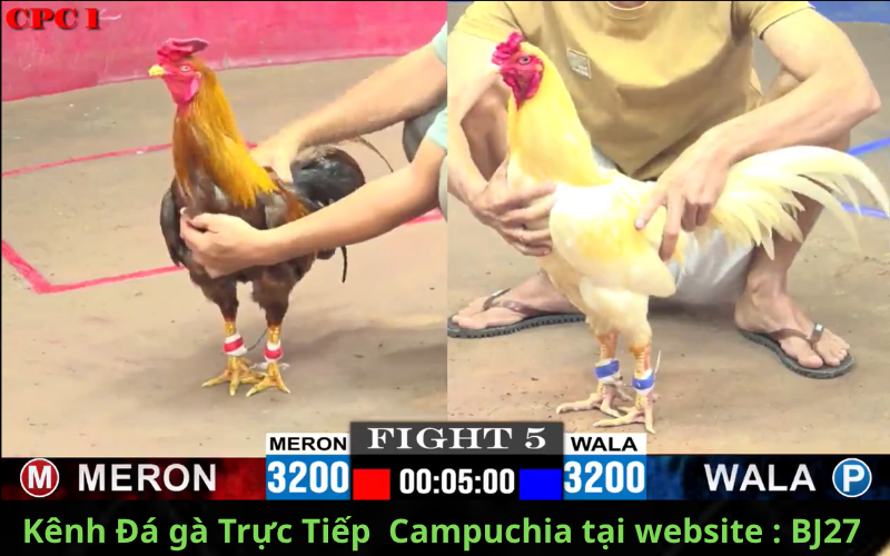 LINK vào kênh đá gà trực tiếp campuchia mới nhất 2025 